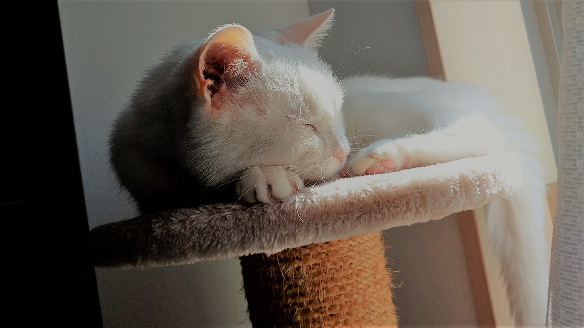 22年2月22日は今世紀最大の ネコの日 Sonotas猫部の愛ネコをご紹介 コラム スチームクリーム公式オンラインストア