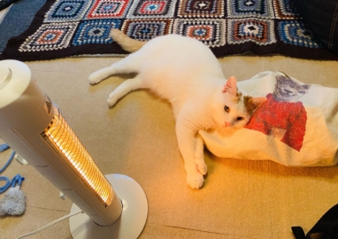 22年2月22日は今世紀最大の ネコの日 Sonotas猫部の愛ネコをご紹介 コラム スチームクリーム公式オンラインストア